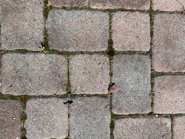 Before_Back Patio Pavers Soft Wash Cleaning