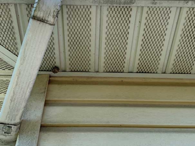 Before_downspout soft wash cleaning